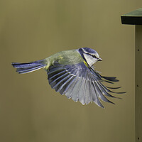Colourful Birds in Flight