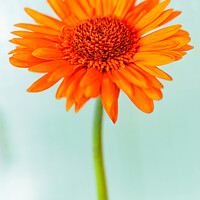 Orange Petals
