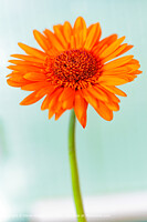 Click to show how this picture will look as a piece of wall art
