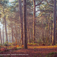 Woodland Sunrise