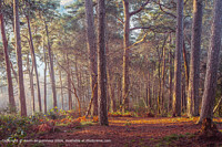 Click to show how this picture will look as a piece of wall art
