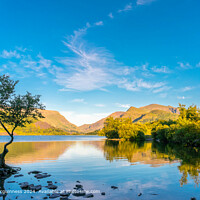 The Lonely Tree at Llanberis