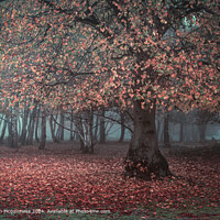 Woodland Autumn Scene