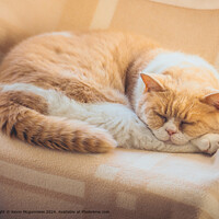 Peaceful Sleeping Cats