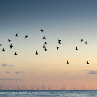 Colwyn Bay Sunrise Birds