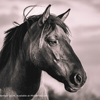 Wild Horse The Netherlands