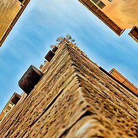 Lucca Guinigi Tower Urban Landscape