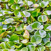 Italian Lily Pad Wonderland