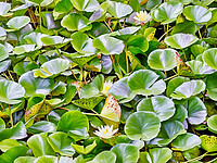 Click to show how this picture will look as a piece of wall art