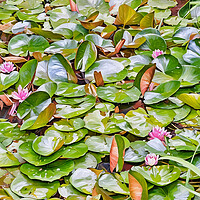 Water Lily Pond
