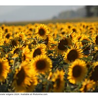 A Yellow Sea in Vecchiano, Italy