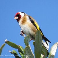 Goldfinch Perched on top of a Tree