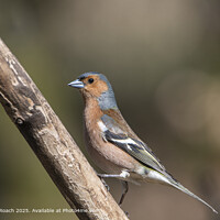 Chaffinch Wildlife Perched in Lochwinnoch