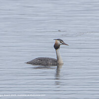Lochwinnoch Great Crested Grebe