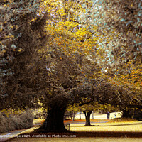 Autumn Trees in Connaught Park, Dover