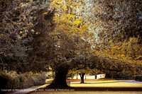 Click to show how this picture will look as a piece of wall art