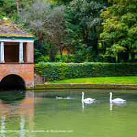 Kearsney Abbey Swans Landscape Dover Kent