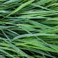 Dew-kissed Broad Grass
