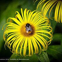 Sunflower Bumble Bee Pollination