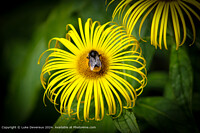 Click to show how this picture will look as a piece of wall art