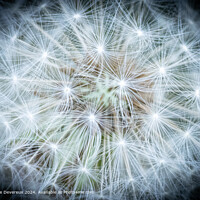 Dandelion Seeds Macro Photography