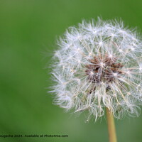 Dandelion Close-Up Green