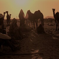Buy canvas prints of Camel fair. by Michael Snead