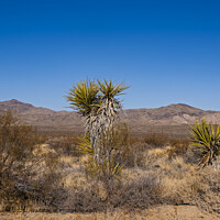 Mojave Desert Landscape Beauty
