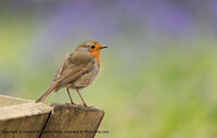 Click to show how this picture will look as a piece of wall art