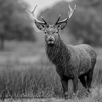 Red Deer Stag