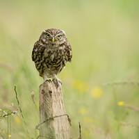 Little Owl