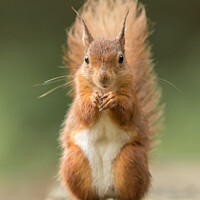 Red Squirrel
