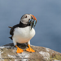 Puffin with Sand eels