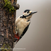 Great Spotted Woodpecker