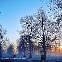 Bushy Park Christmas Morning Landscape