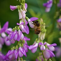 Bee Pollinating flowers in Bushy Park
