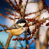 Coal Tit Bird Feeding