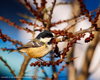 Click to show how this picture will look as a piece of wall art