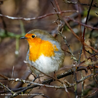 Red Robin Close-Up