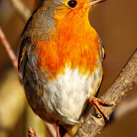 Robin Red Breast Perched