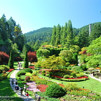 Butchart Gardens