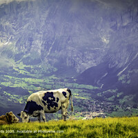 Swiss Alps Cows