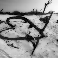 Cumberland Island Driftwood Heart