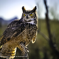 Owl Eyes Sunlight Glow