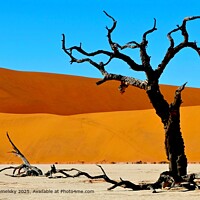 Surreal Desert Landscape Photography