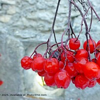 Red Viburnum Berries Frozen