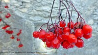 Click to show how this picture will look as a piece of wall art