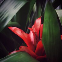 Red Plant Velvet Nature