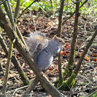 Grey Squirrel admiring the view, Nature