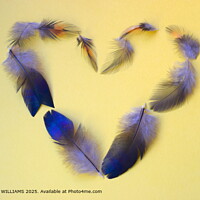 Feather Heart
